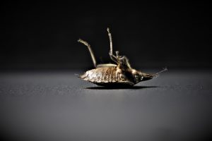 Lire la suite à propos de l’article Invasion d’insectes : Comment s’en débarrasser-Astuces efficaces