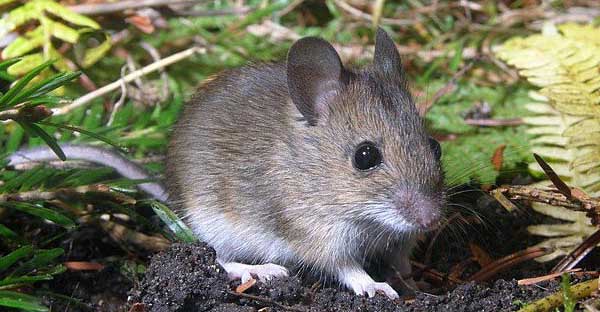 You are currently viewing 5 types d’appâts qui fonctionnent pour les rats et les souris