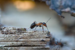 Lire la suite à propos de l’article Différents traitements contre les fourmis