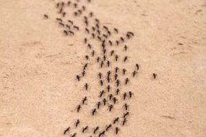 traitement contre les fourmis
