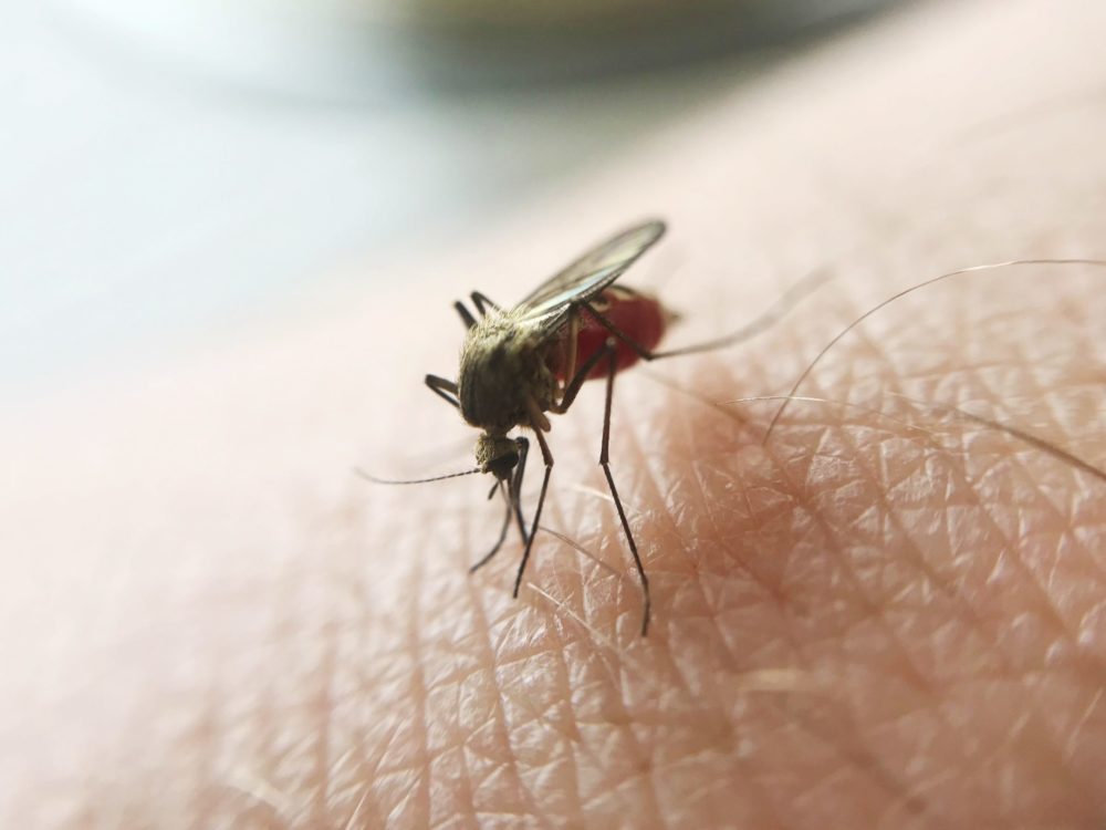 You are currently viewing Comment reconnaître les différents types de moustiques ?