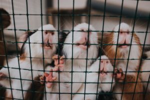 Lire la suite à propos de l’article Rats, souris et autres rongeurs nuisibles : Quelle est la différence ?