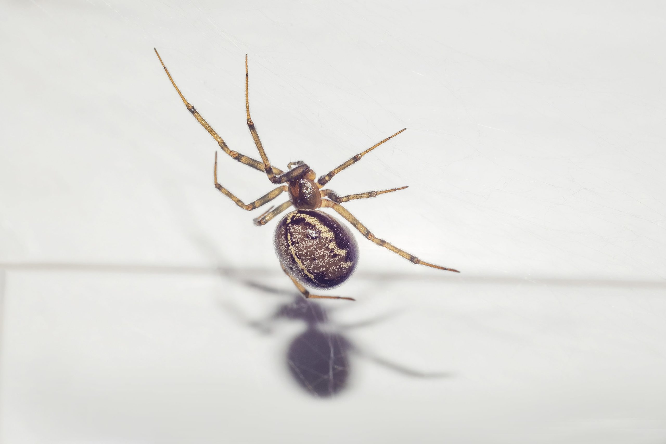 Lire la suite à propos de l’article Les dangers d’un piège à araignées