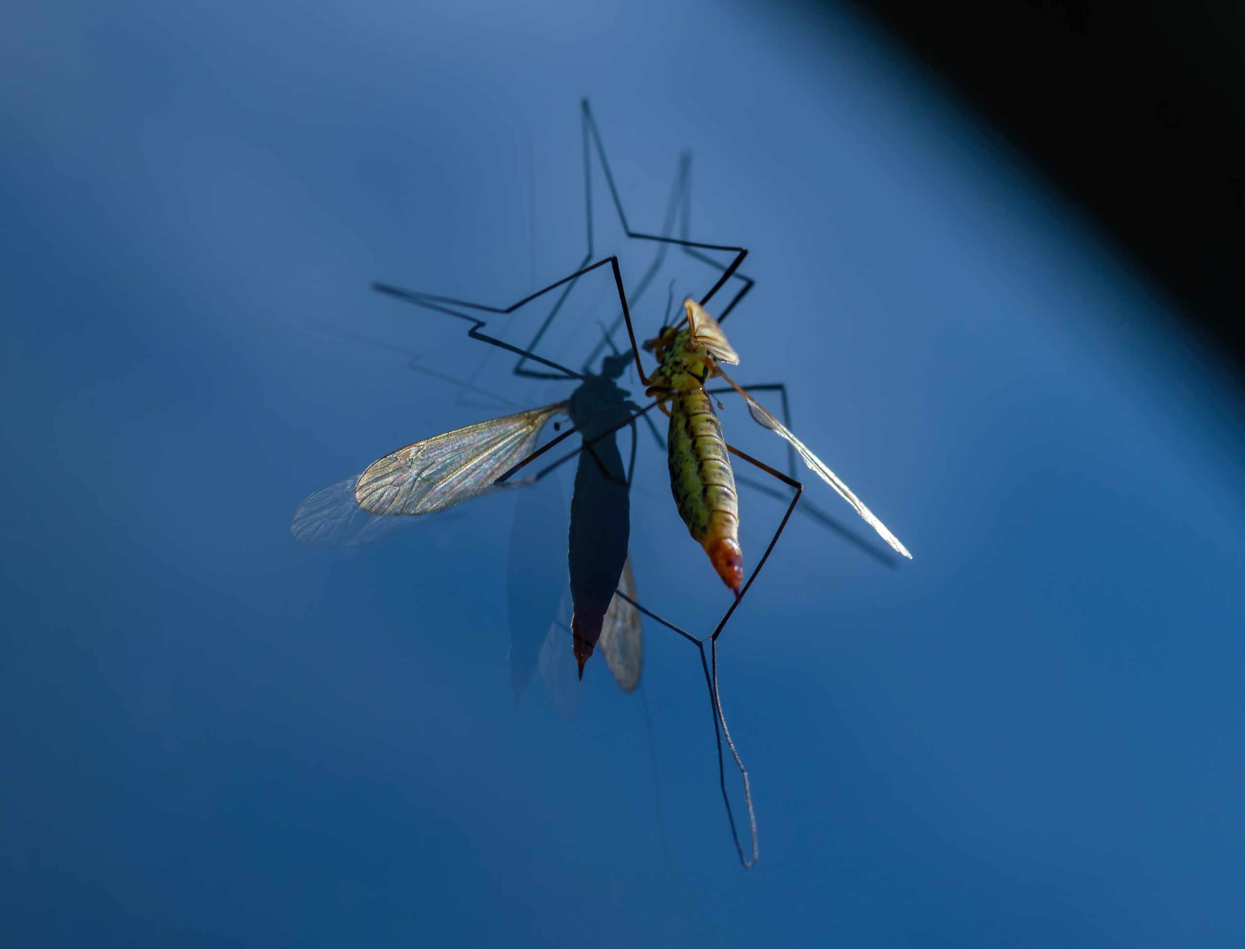 You are currently viewing Comment détecter les différents types de moustiques dans le monde