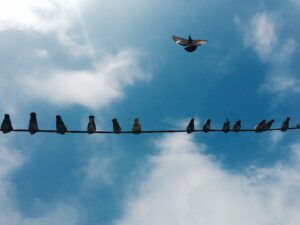 Lire la suite à propos de l’article 7 étapes simple pour installer un filet anti-pigeon